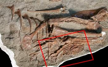 اكتشاف الوجبة الأخيرة لديناصور قبل 75 مليون.. مفاجأة صادمة (فيديو)