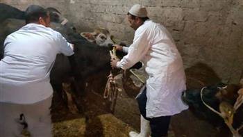 تحصين أكثر من 85 ألف رأس ماشية من الثروة الحيوانية في بني سويف 