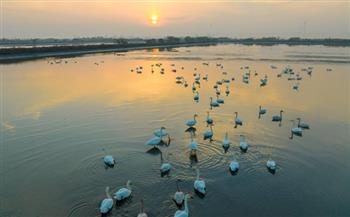 تحسن التنوع البيولوجي في بحيرة تايهو الصينية