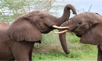 اثنان من الفيلة في مهمة رسمية بالهند للبحث عن آكل للحوم البشر