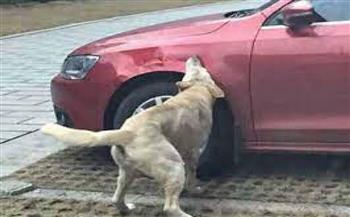 كلب يعانى من التهاب اللثة يتسبب فى ثقب إطارات سيارات بلدة إيطالية