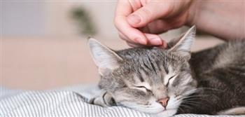 دراسة حديثة تربط بين الأطفال الذين لديهم قطط و خطر الإصابة بالفصام