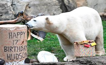فيديو.. دب قطبي يحتفل بعيد ميلاده الـ17 بالكعك والهدايا
