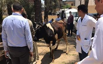 «بيطري بني سويف»: تحصين أكثر من 100 ألف رأس ماشية ضد الحمى القلاعية والوادي المتصدع