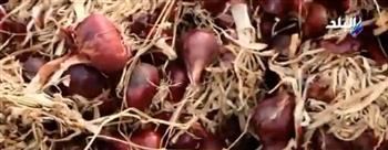 «الزراعة» تواجه محتكري البصل: التجار يخبونه تحت القش