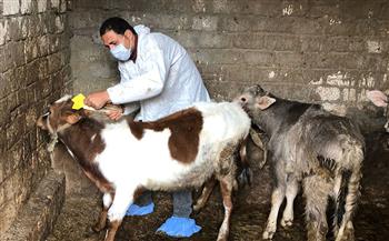 بيطري بني سويف: تحصين أكثر من 105 آلاف رأس ماشية ضد الحمى القلاعية