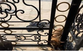الحماية المدنية تنقذ "كلب" عالق ببوابة حديقه في الفيوم