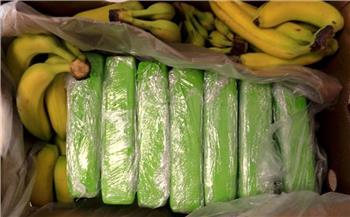 السلطات الروسية تضبط 100 كيلو كوكايين في الموز القادم من بلجيكا