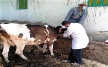 تحصين 113 ألف رأس ماشية ضد الأمراض الوبائية في بني سويف 