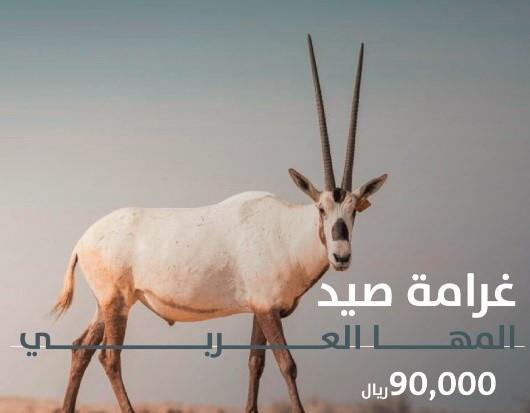 السعودية.. 90 ألف ريال عقوبة اصطياد المها العربي