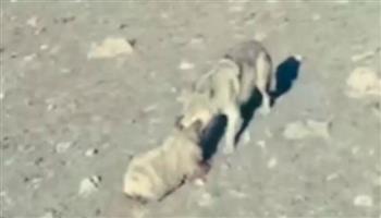 طائرة مسيّرة تتدخل في الوقت المناسب لتنقذ خروفًا من بين فكّي ذئب (فيديو)
