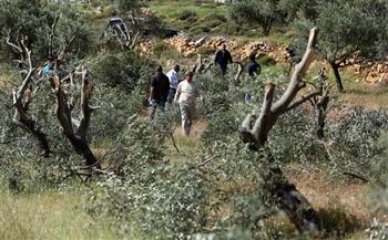 مستوطنون يقطعون 60 شجرة زيتون جنوب نابلس
