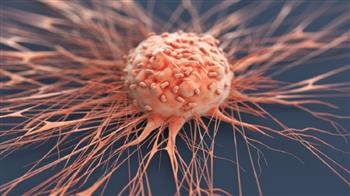 دراسة علمية تكشف آليات تأثير الخلايا السرطانية في الأنسجة السليمة المجاورة 