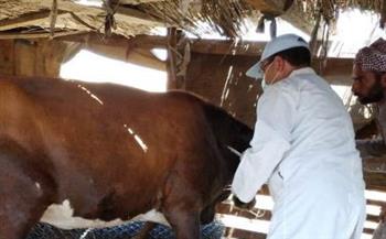 بيطري بني سويف : تحصين 122 ألف رأس ماشية ضد الأمراض الوبائية 