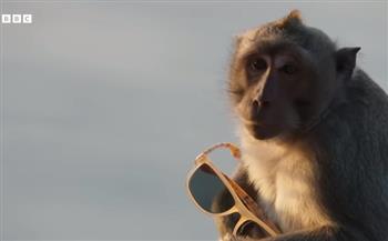 بالفيديو| عصابة من القرود تسرق ممتلكات السياح وتقايضها بالطعام