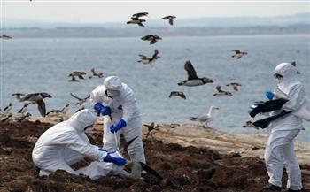 كارثة في بريطانيا بسبب تأثير إنفلونزا الطيور على الحيوانات البحرية