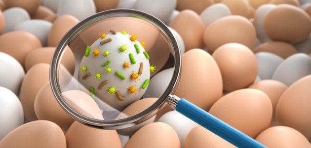 احذري.. تعرف على أعراض عدوى السالمونيلا