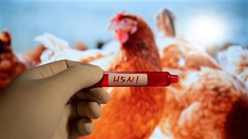 بلجيكا تبلغ عن تفشي إنفلونزا الطيور شديدة العدوى