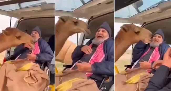 لحظة وفاء.. ردة فعل ناقة رأت صاحبها بعدما غاب عنها بسبب مرضه «فيديو»