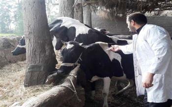 بيطري الغربية: تحصين 70 ألف رأس ماشية ضد الجلد العقدي للأبقار وجدري الأغنام