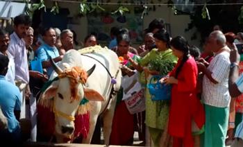 قرار غريب من الحكومة الهندية بشأن البقر في عيد الحب 2023