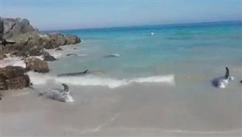 فيديو.. دلافين جانجة على شواطئ عمان تثير ضجة بسبب الزلزال المدمر