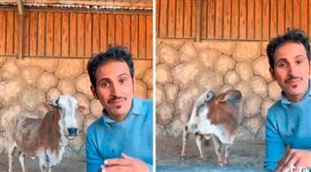 أبوها حصان.. أغرب بقرة قزمة مهجنة في المملكة «فيديو»