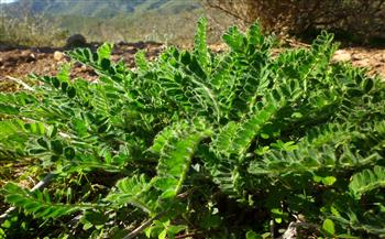 علماء صينيون يكتشفون نوعا جديدا من نبات استراجالوس