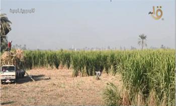 55 طنًا للفدان .. حصاد أول محصول قصب السكر مزروع بالشتلات في قنا