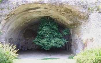 معلومات عن شجرة التين المقلوبة الشهيرة في إيطاليا