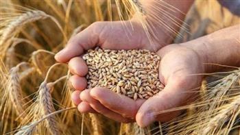 "السلع التموينية" تعلن عن مناقصة لشراء القمح في إطار برنامج دعم الأمن الغذائي الممول من البنك الدولي