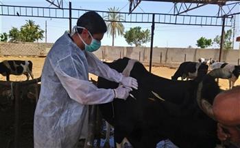 "بيطري الغربية": تحصين 135 ألف رأس ماشية ضد الجلد العقدي والجدري