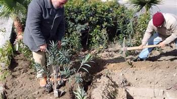 محافظ الإسكندرية: زراعة 50 ألفا و814 شجرة بالأحياء منذ بدء مبادرة (100 مليون شجرة)