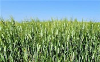 «الزراعة» تطمئن على القمح والمحاصيل الشتوية في الغربية وكفر الشيخ
