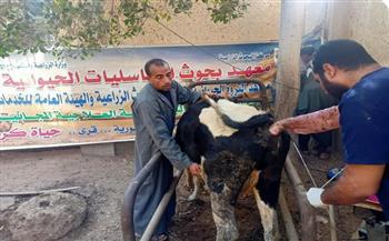 "بيطري الدقهلية": تحصين 122 ألف رأس ماشية ضد مرض الجلد العقدي للأبقار وجدري الأغنام