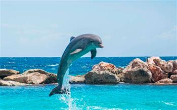 على طريقة البشر.. دراسة تكشف كيف تعتني الدلافين ببشرتها
