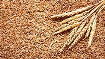 "التموين" تعلن جاهزية الصوامع لتخزين القمح خلال 2023 بطاقة 5.5 مليون طن