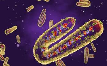 إسبانيا: اكتشاف أول إصابة بفيروس ماربورج المميت