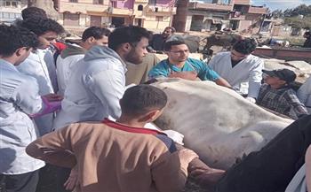 «بيطري كفر الشيخ»: الكشف على 537 رأسا من الماشية والدواجن خلال قافلة بقرية صندلا