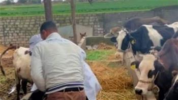 بيطري الغربية: تحصين 160 ألف رأس ماشية ضد الجلد العقدي للأبقار وجدري الأغنام