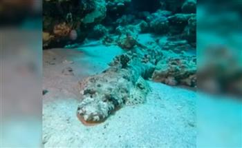 خفايا البحر الأحمر.. كائن غريب يثير الحيرة (فيديو)