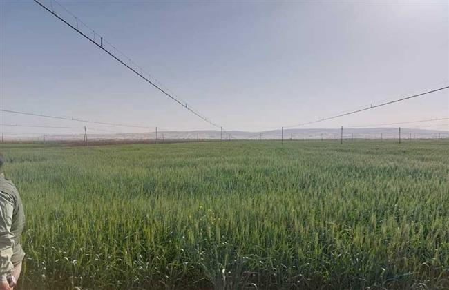 الزراعة في كل مصر.. أنشطة وجهود مديريات الوزارة والطب البيطري خلال أسبوع