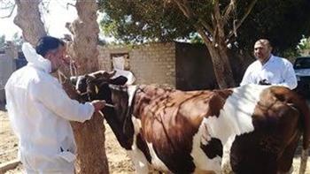 "بيطري الغربية": تحصين 73 ألف رأس ماشية ضد الأمراض الوبائية