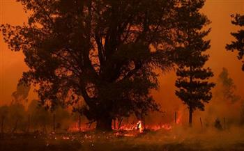 الرئيس الفلسطيني يعزي نظيره التشيلي في ضحايا حرائق الغابات