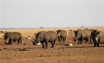 الحرب ضد الصيد الجائر لحيوان وحيد القرن في جنوب أفريقيا تؤتي ثمارها أخيرًا