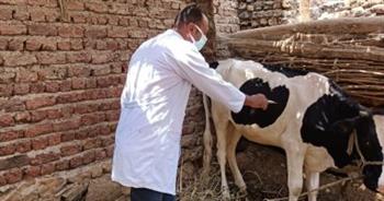 "بيطري الغربية": تحصين 127 ألف رأس ماشية ضد الأمراض الوبائية