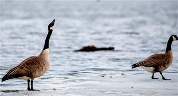 كيف ينجو البط من الموت في البحيرات المتجمدة؟.. العلماء يجيبون