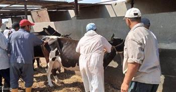 "بيطري الغربية": تحصين 57 ألف رأس من الماشية ضد الأمراض الوبائية