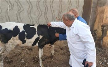 "بيطري الغربية": تحصين 60 ألف رأس ماشية ضد الحمى القلاعية والوادي المتصدع