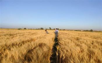 «زراعة الوادي الجديد» تتابع حقول القمح لتحقيق أعلى إنتاجية